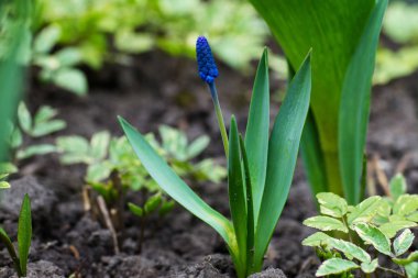 Çiçek açan mavi sümbül çiçeği değil