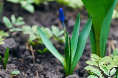 Çiçek açan mavi sümbül çiçeği değil