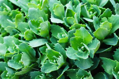 arka plan için yeşil bitki