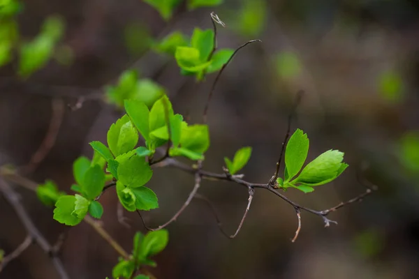 Hojas Florecientes Una Rama — Foto de Stock