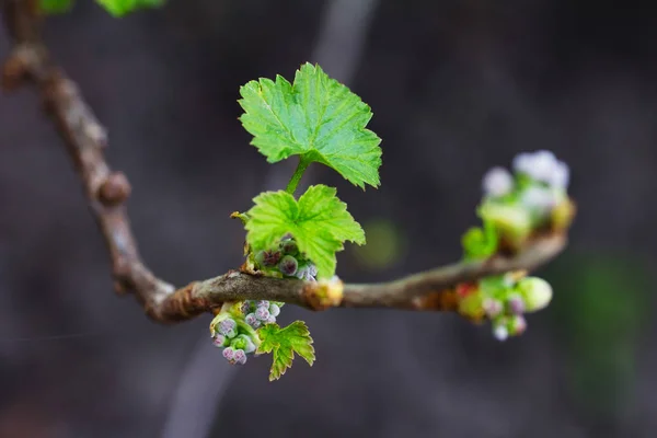 Arbusto Passa Corinto Florescente Perto — Fotografia de Stock