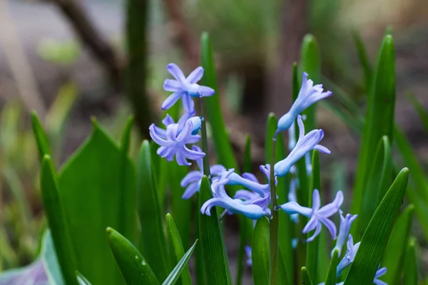 Floração Jacinto Azul Canteiro Flores — Fotografia de Stock