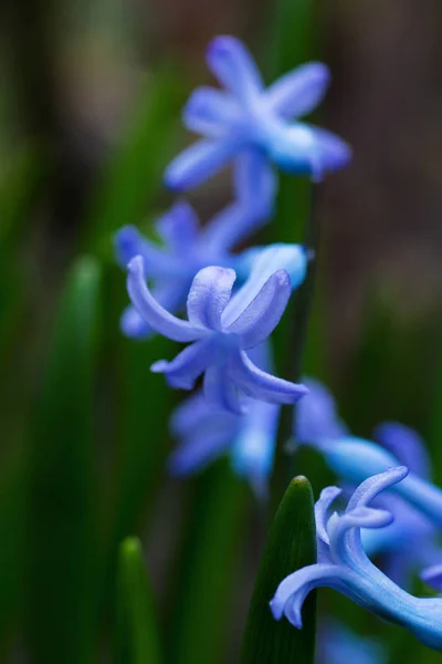 Floração Jacinto Azul Canteiro Flores — Fotografia de Stock