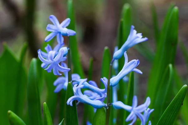 Blooming Blue Hyacinth Flowerbed — Stock Photo, Image