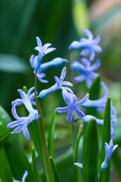 Blooming Blue Hyacinth Flowerbed — Stock Photo, Image