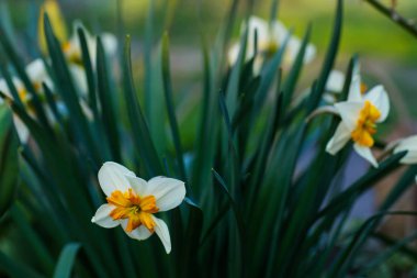 Bahçede çiçek açan beyaz ve sarı nergis