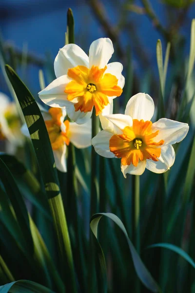 Floração Branco Amarelo Narciso Jardim — Fotografia de Stock