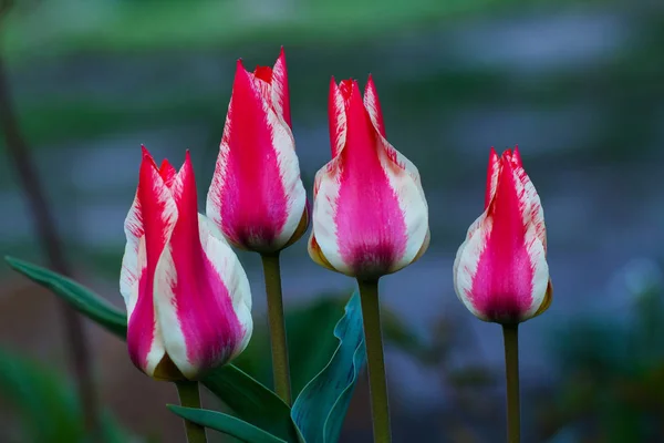 Gros Plan Sur Floraison Des Tulipes Roses Blanches Dans Jardin — Photo