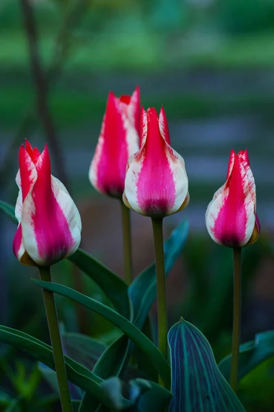 Gros Plan Sur Floraison Des Tulipes Roses Blanches Dans Jardin — Photo