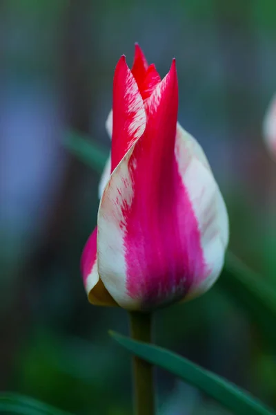 Gros Plan Sur Fond Vert Tulipe Rose Blanche Fleurs — Photo