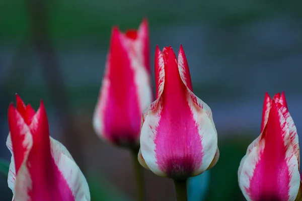 Gros Plan Sur Floraison Des Tulipes Roses Blanches Dans Jardin — Photo