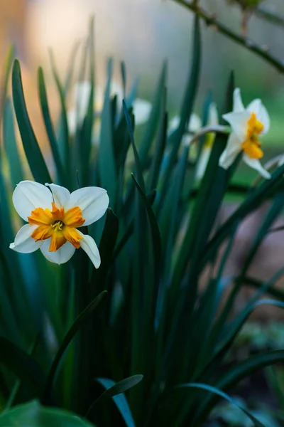 Floração Branco Amarelo Narciso Jardim — Fotografia de Stock