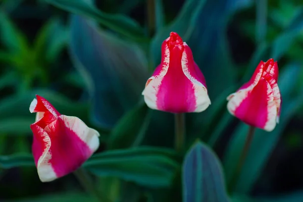 Blooming Pink White Tulips Close Garden — Stock Photo, Image