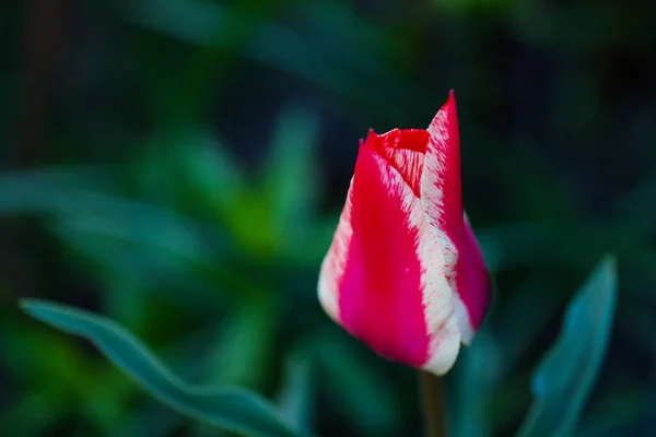 Gros Plan Sur Fond Vert Tulipe Rose Blanche Fleurs — Photo