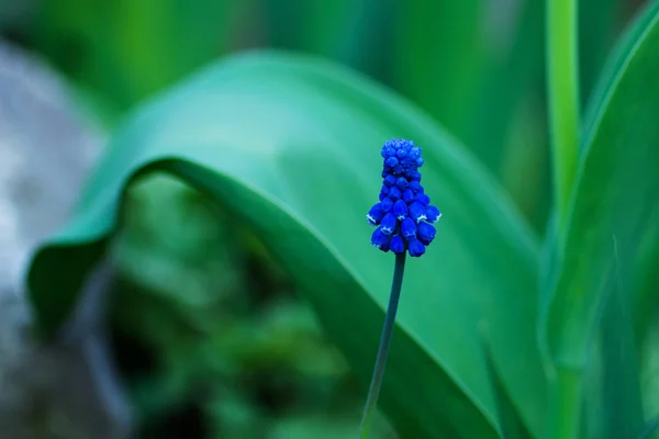 Blooming Blue Hyacinth Garden — Stock Photo, Image