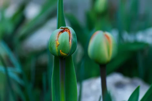 Deux Tulipes Pleines Vont Fleurir Dans Jardin — Photo