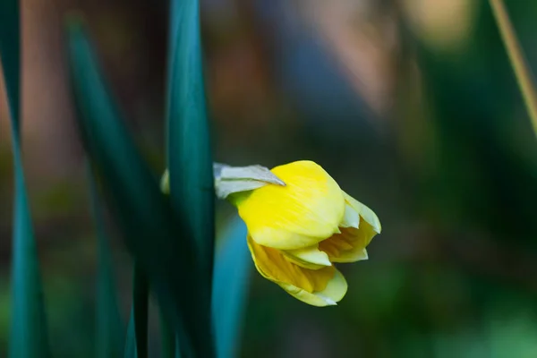 Floresce Narciso Amarelo Brilhante Jardim — Fotografia de Stock