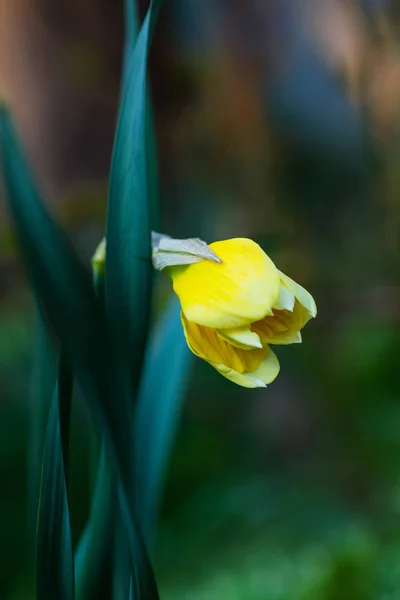 Fel Gele Narcissen Bloeit Tuin — Stockfoto