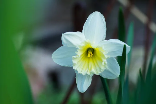 Jonquille Blanche Jaune Fleurie Dans Jardin — Photo