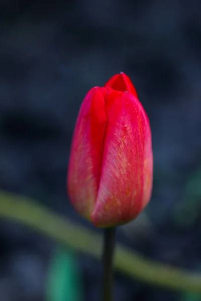 Tulipe Rouge Fleurs Près Sur Fond Noir — Photo