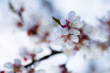 Çiçekli kayısılar beyaz bir gökyüzüne yakın
