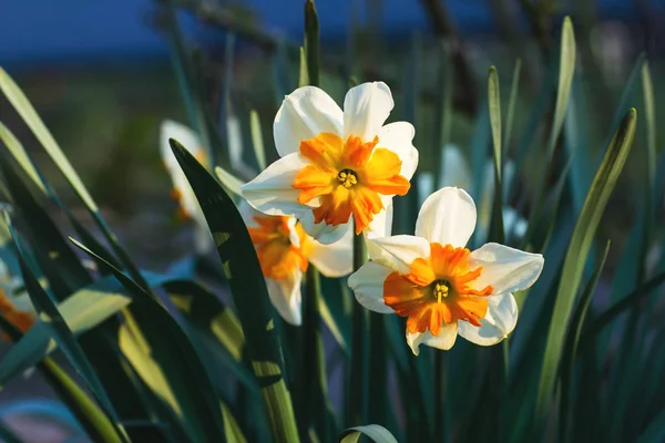 Blühende Weiße Und Gelbe Narzissen Garten — Stockfoto