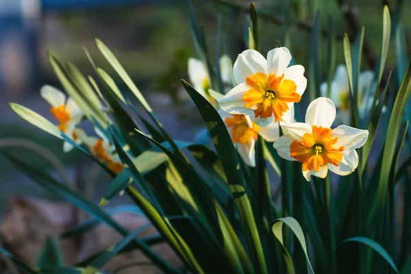 Floração Branco Amarelo Narciso Jardim — Fotografia de Stock