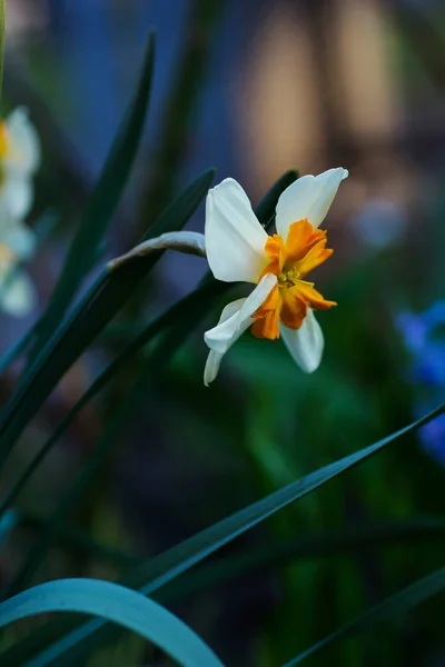 Floração Branco Amarelo Narciso Jardim — Fotografia de Stock