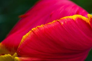 Sarı kenarlı kırmızı lale yaprağı yakın