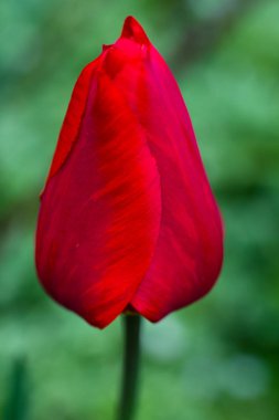 Yeşil bir arka plan üzerinde yakın çiçekli kırmızı lale