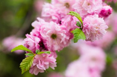 Çiçekli çalı bahçede pembe gülmayıs