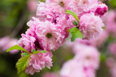 Çiçekli çalı bahçede pembe gülmayıs
