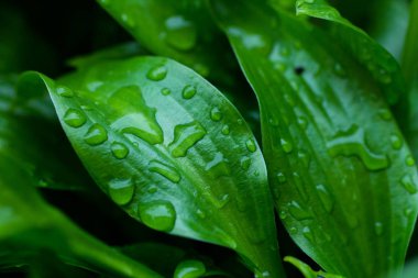 Büyük yeşil yapraklar üzerinde su damlaları