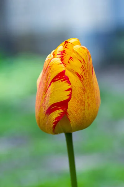 Tulipe Jaune Avec Bord Rouge Gros Plan Dans Jardin — Photo