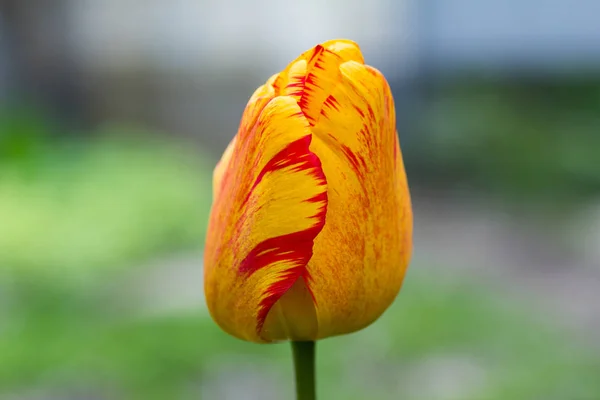 Tulipe Jaune Avec Bord Rouge Gros Plan Dans Jardin — Photo