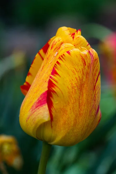 Tulipe Jaune Avec Bord Rouge Gros Plan Dans Jardin — Photo