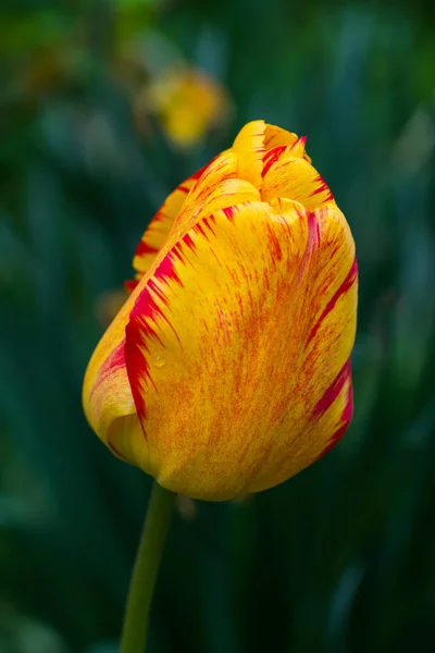 Tulipe Jaune Avec Bord Rouge Gros Plan Dans Jardin — Photo