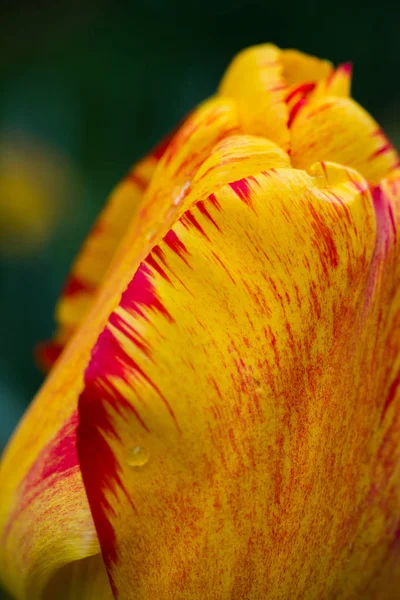 Pétala Amarela Uma Tulipa Com Uma Borda Vermelha Perto — Fotografia de Stock