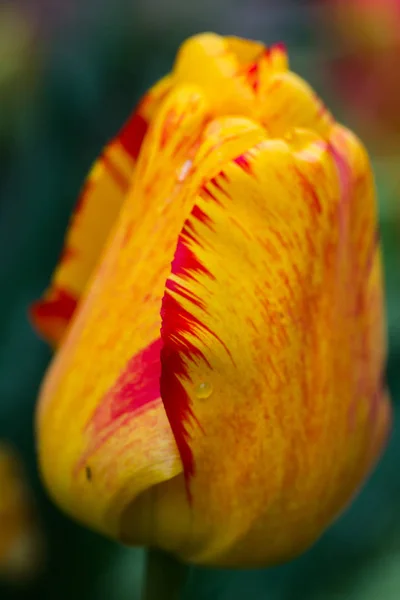 Yellow Petal Tulip Red Rim Close — Stock Photo, Image