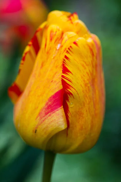 Tulipe Jaune Avec Bord Rouge Gros Plan Dans Jardin — Photo