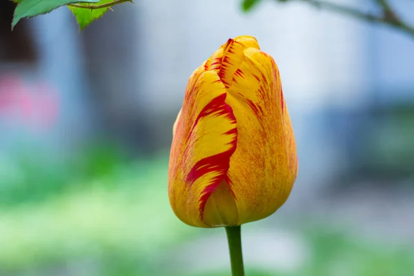 Tulipe Jaune Avec Bord Rouge Gros Plan Dans Jardin — Photo