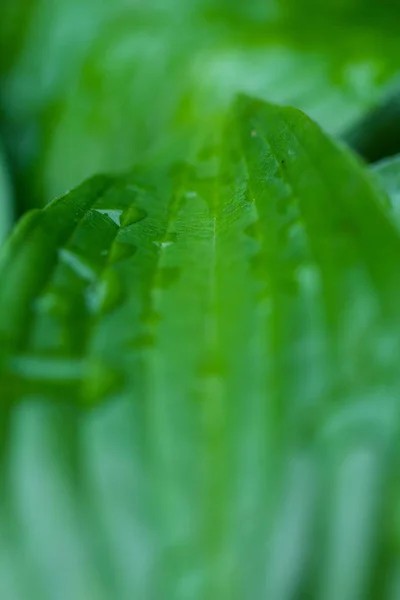 Gotas Água Grandes Folhas Verdes — Fotografia de Stock