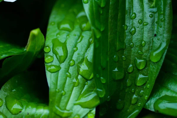 Water Drops Large Green Leaves — Stock Photo, Image