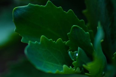 Koyu yeşil yapraklar siyah bir arka plan üzerinde yakın.