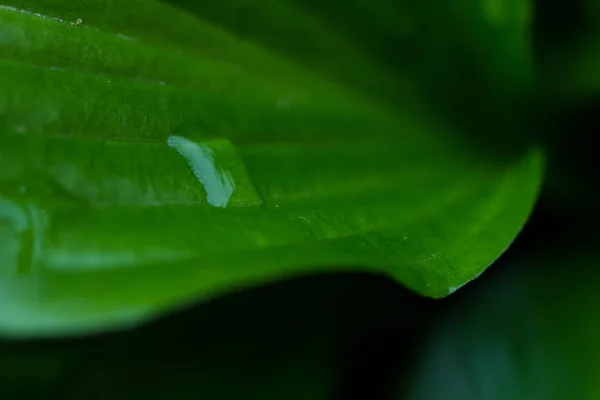 Gotas Água Grandes Folhas Verdes — Fotografia de Stock