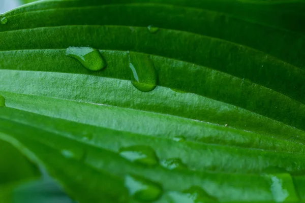 Water Drops Large Green Leaves — Stock Photo, Image