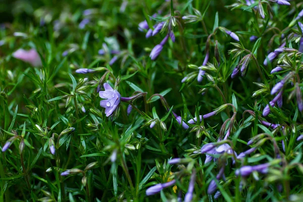 Fleurs Bleues Sur Fond Vert Poussant Dans Une Prairie — Photo