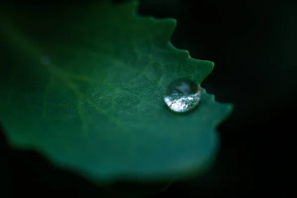 Drop Rain Dark Green Leaf Close Black Background — Stock Photo, Image