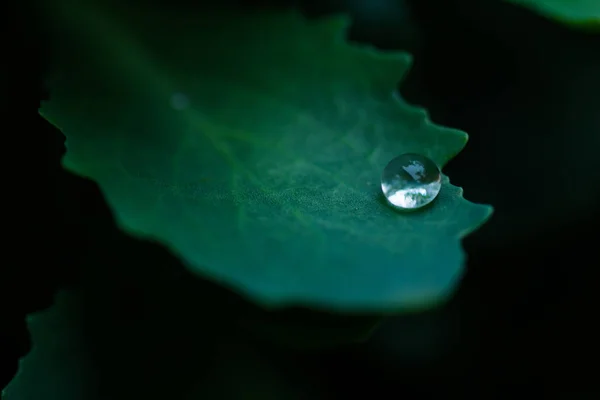 深绿色叶子上的一滴雨在黑色背景上 — 图库照片