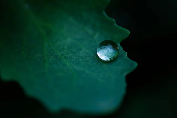 Uma Gota Chuva Uma Folha Verde Escura Perto Fundo Preto — Fotografia de Stock